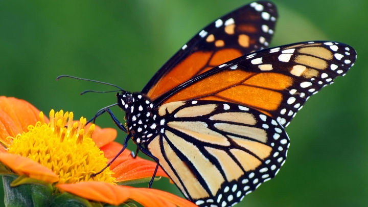 monarch-butterfly-orange-flower